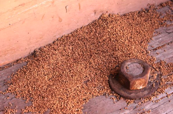 Drywood termite frass accumulated on timber around a metal fastening
