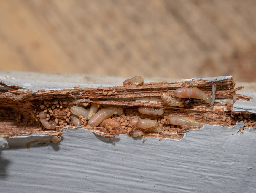 Termites and frass exposed inside damaged wood